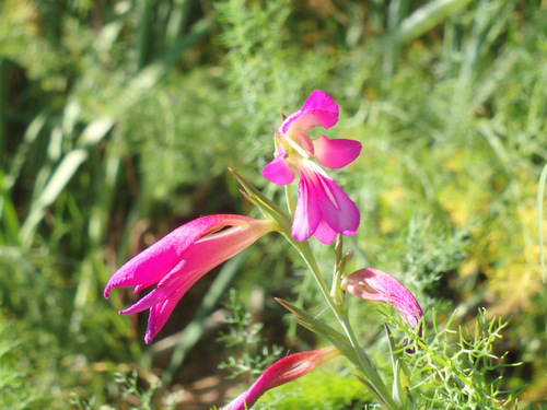 The flowers of Andalucia.